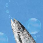 fish shrinking climate