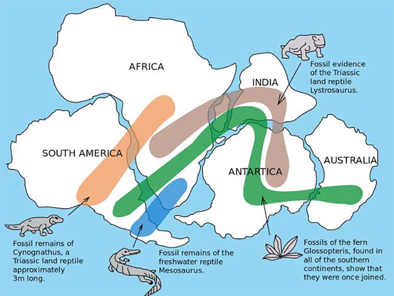 alfred wegener and Theory of Continental Drift