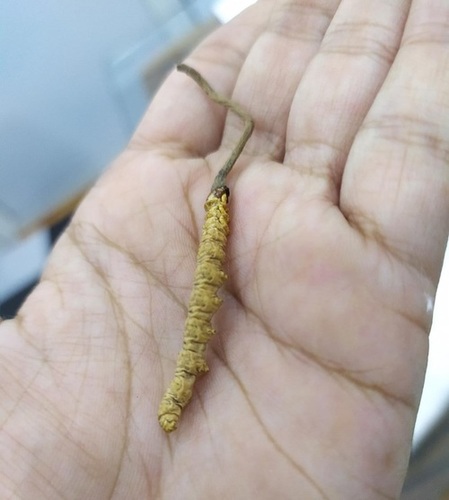 caterpillar fungus 