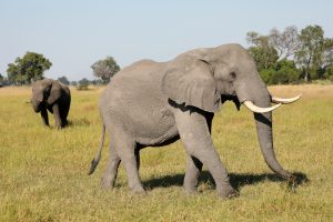 African elephant