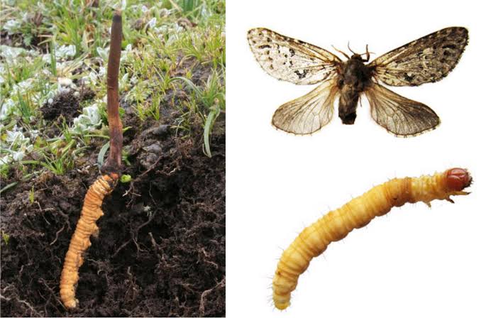 caterpillar fungus 