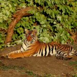 downtoearth_2025-01-28_u38j7yoe_Tigress-Bandipur