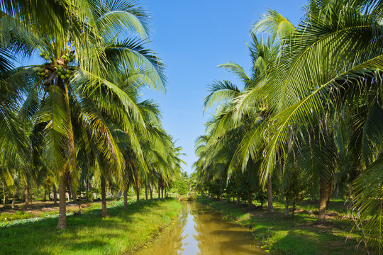 coconut oil price hike in kerala
