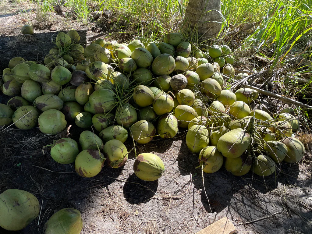 coconut oil price hike in kerala