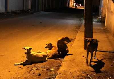 street dogs