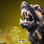 Stray dogs