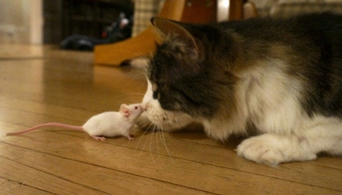 cat and mouse - brainwash in animals 