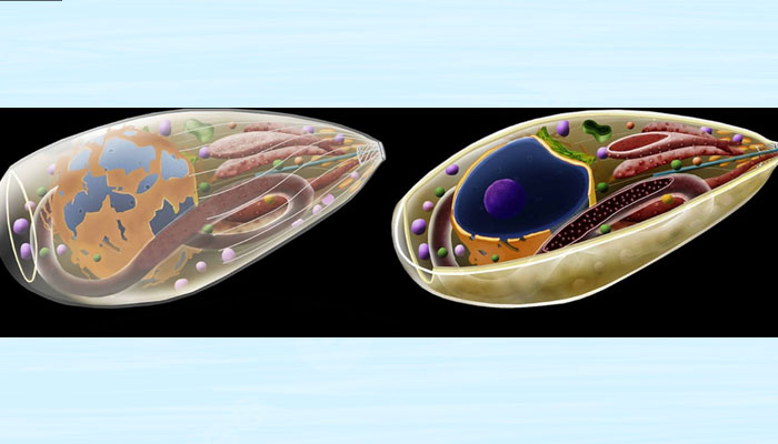 toxoplasma gondi