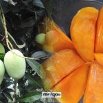 Kuttiattoor mango