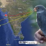 Amur Falcons returns to India