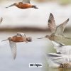 Bar-tailed Godwit and the Bar-headed Goose