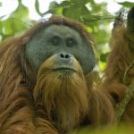Thapanuli oranguttan