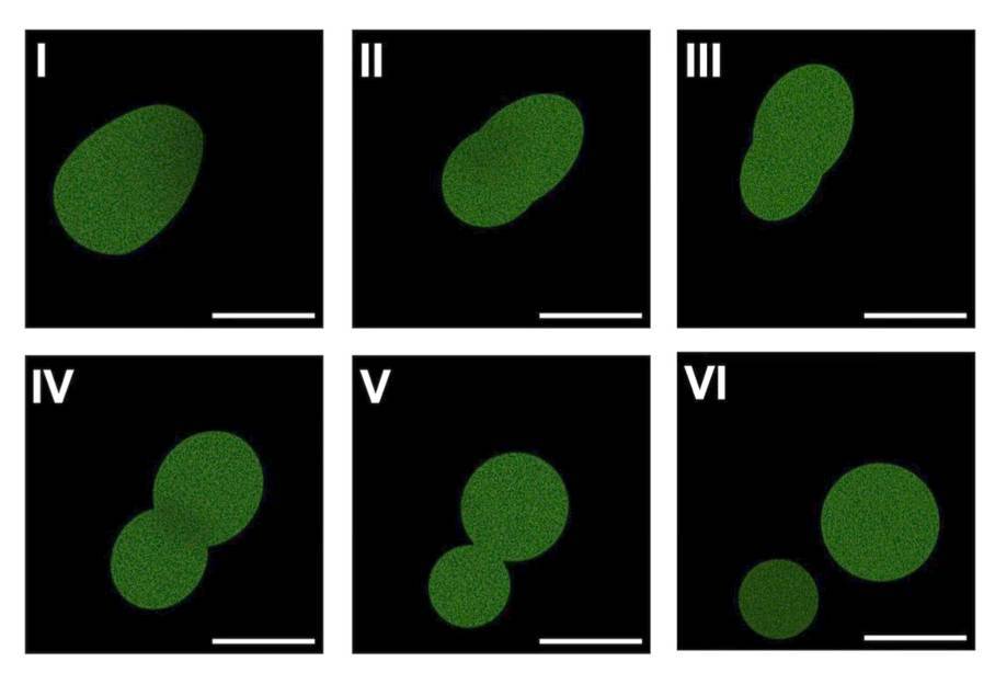 Fluorescent microscopy of SpudCell