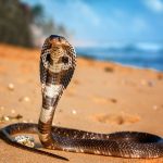 Fake snakebite deaths, forged autopsies: Chhattisgarh probe leads to doctor’s arrest