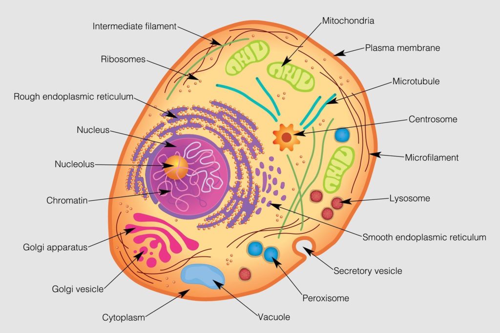 Cell structure