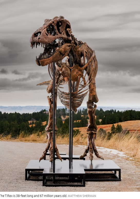 The T.Rex is 38-feet long and 67 million years old