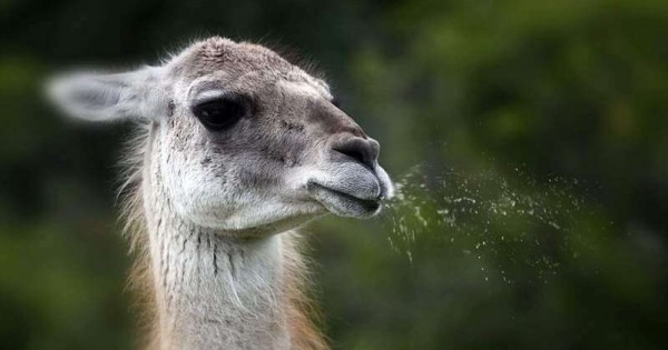 funny spiting llama
