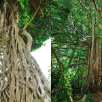 strangler fig